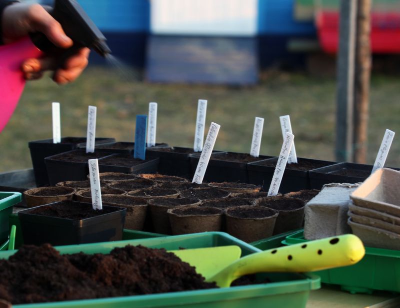 Verbena Planting