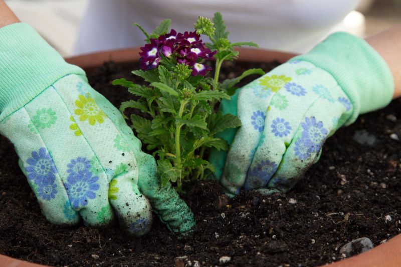Verbena Planting