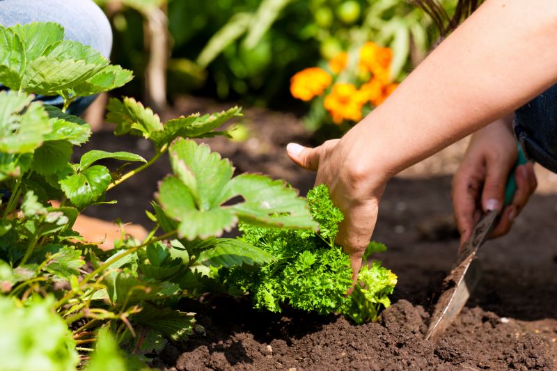 Verbena Planting detail
