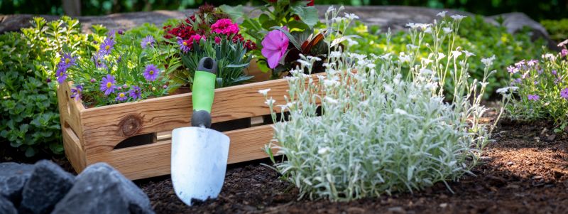 Verbena Planting detail