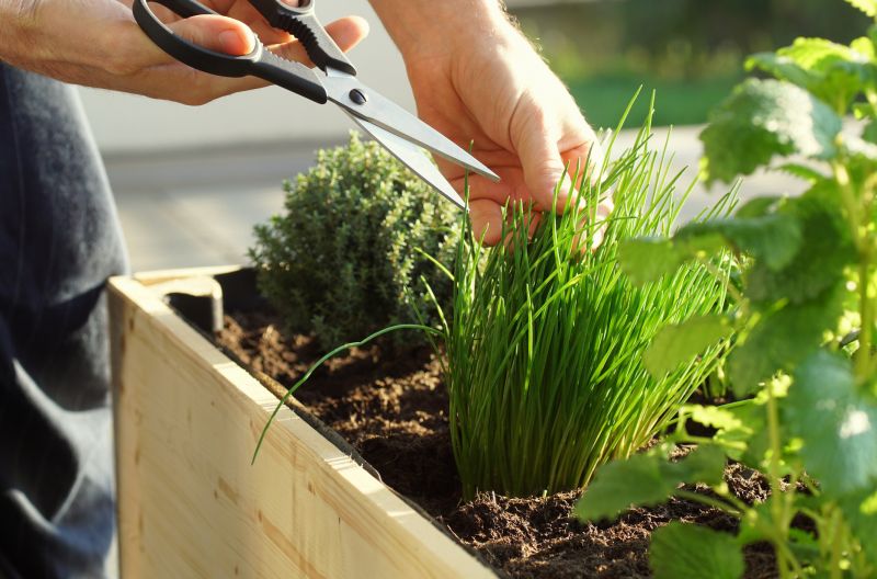 Verbena Planting
