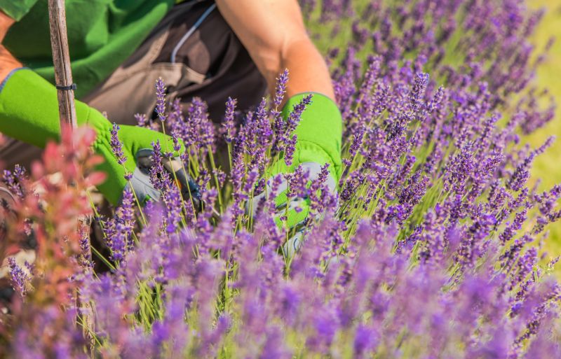 Verbena Planting